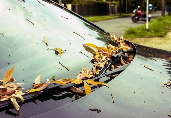 A Guide to the Tree Sap Removal Process